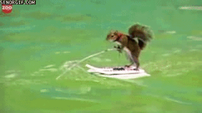 Water skiing squirrel